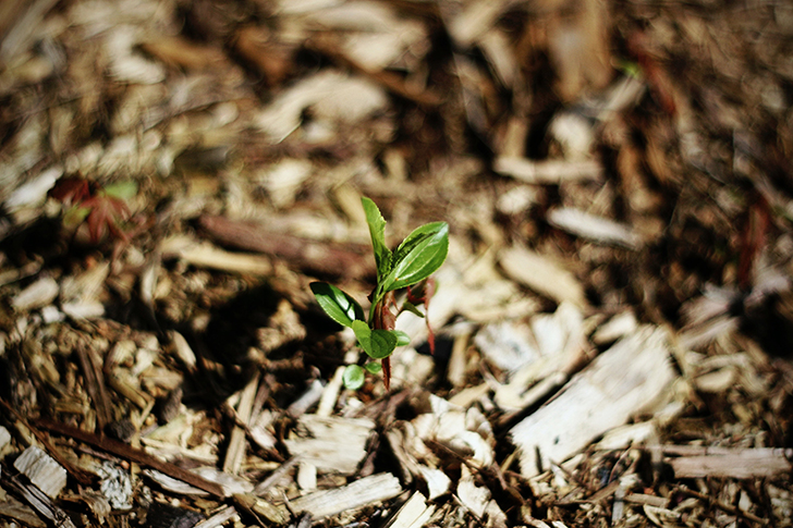 forestry-mulching